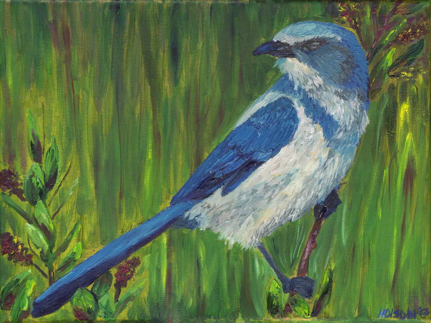 Scrub Jay (Digital Download)